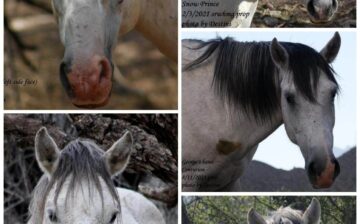 Horse bloodline spotlight: Retired lead stallion Sarge