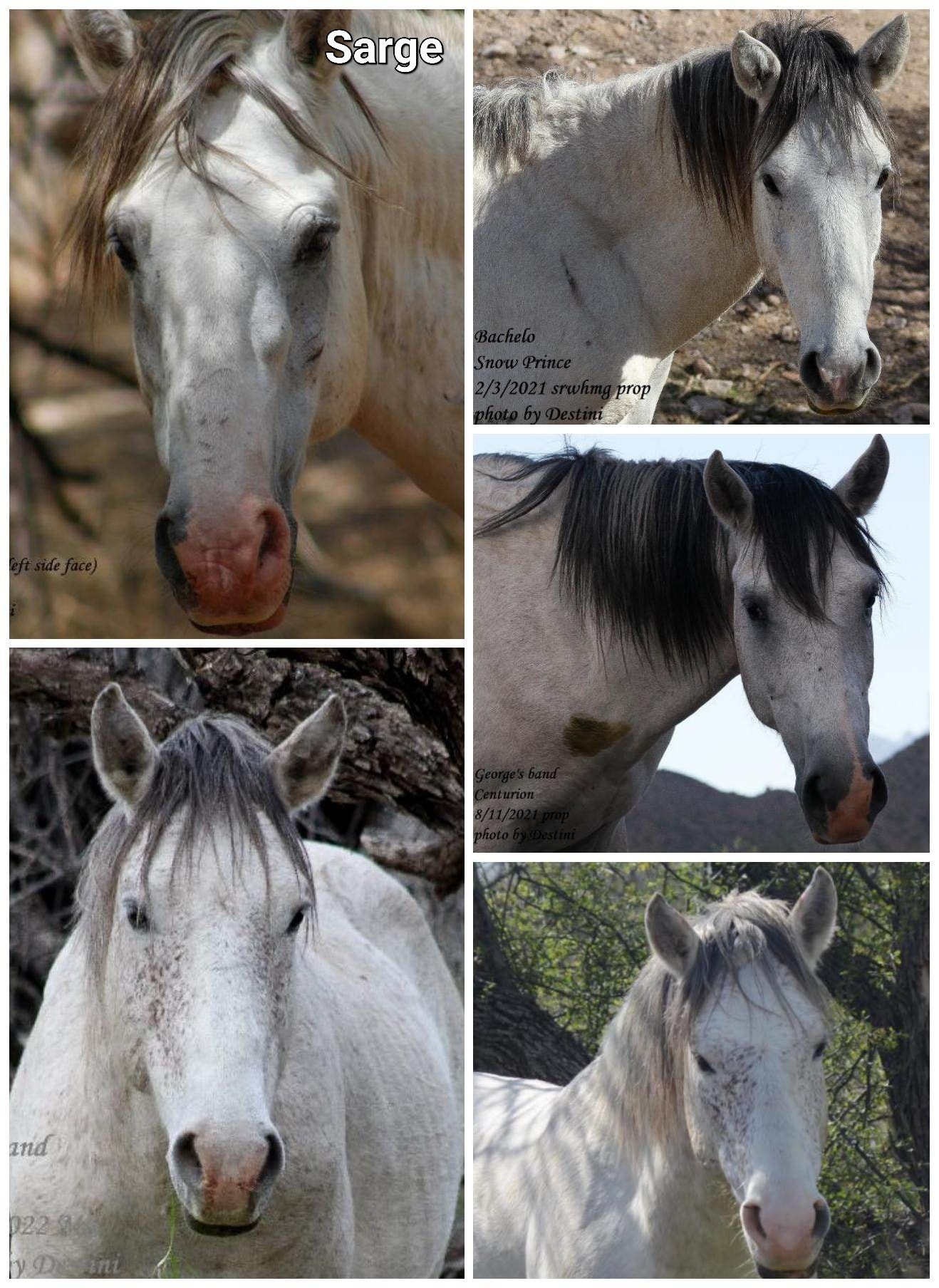 Horse bloodline spotlight: Retired lead stallion Sarge