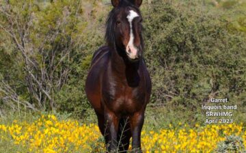 Wild Horse Herd Dynamics: Lieutenant Stallions.