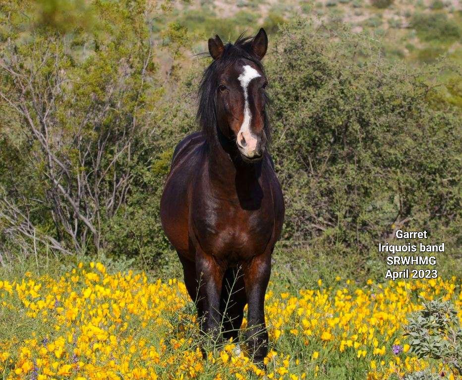 Wild Horse Herd Dynamics: Lieutenant Stallions.