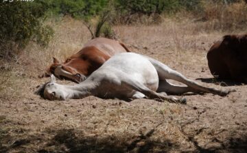 Gmorning, don’t wake the sleeping horses!