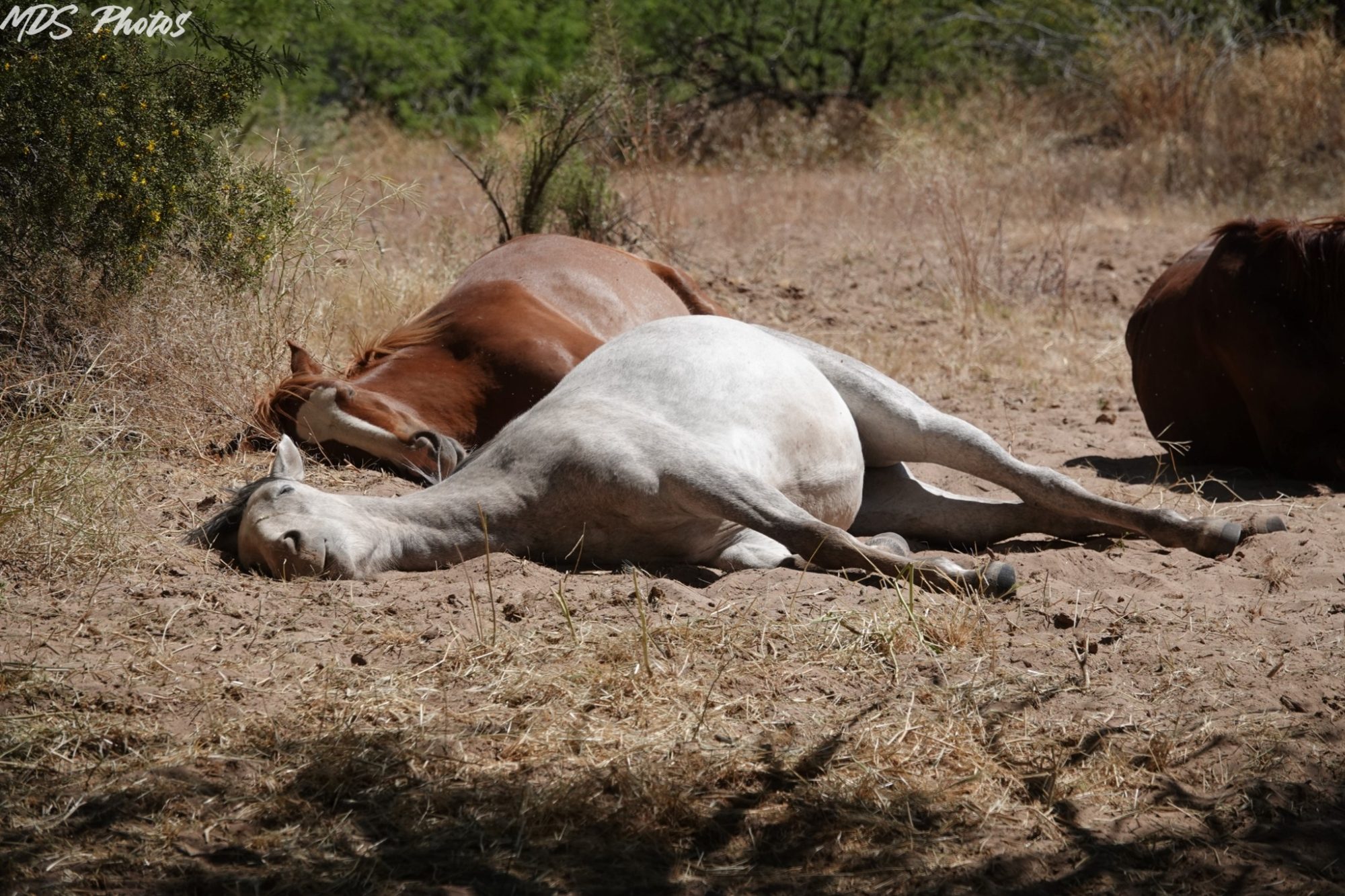 Gmorning, don’t wake the sleeping horses!