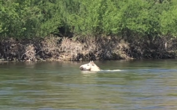 Going with the flow. Rascal shows how to cross the river swiftly and expertly! Tadada!