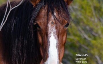 For Throwback Thursday let’s take an offspring of Sarge, this is Savannah!