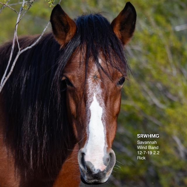 For Throwback Thursday let’s take an offspring of Sarge, this is Savannah!