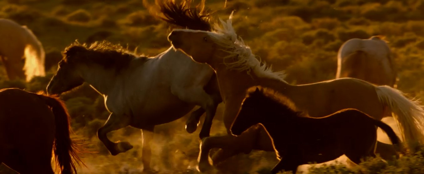 Coming Soon!! WILD BEAUTY: Mustang Spirit of the West