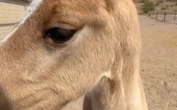 This sweet baby Alpine wild horse is safe.