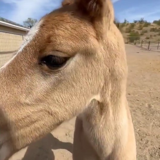 This sweet baby Alpine wild horse is safe.