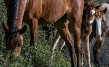 Peekaboo said he, the newest Salt River wild horse!