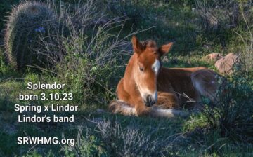 Welcome, Splendor!