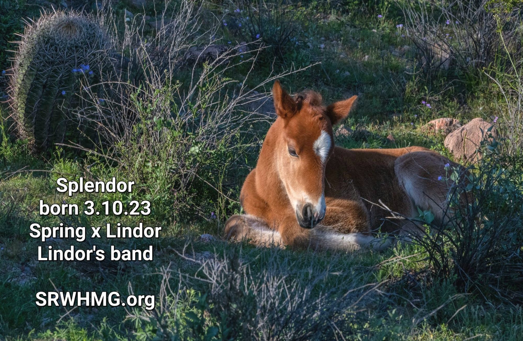 Welcome, Splendor!
