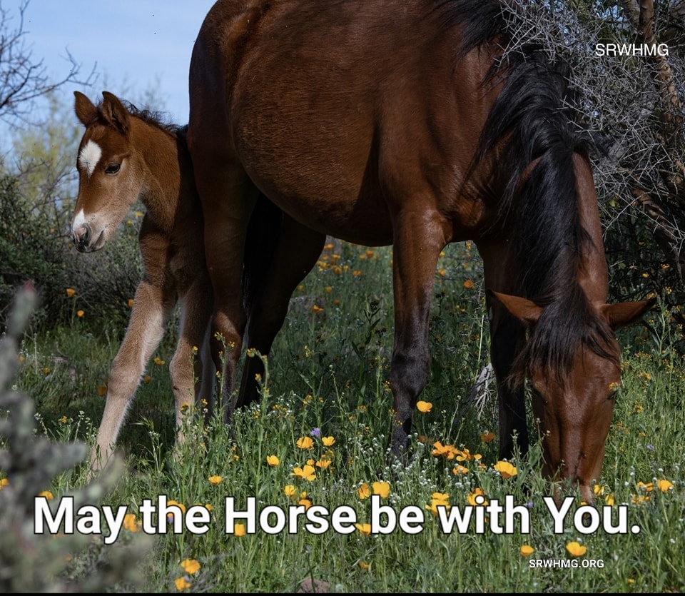 May the horse be with you!