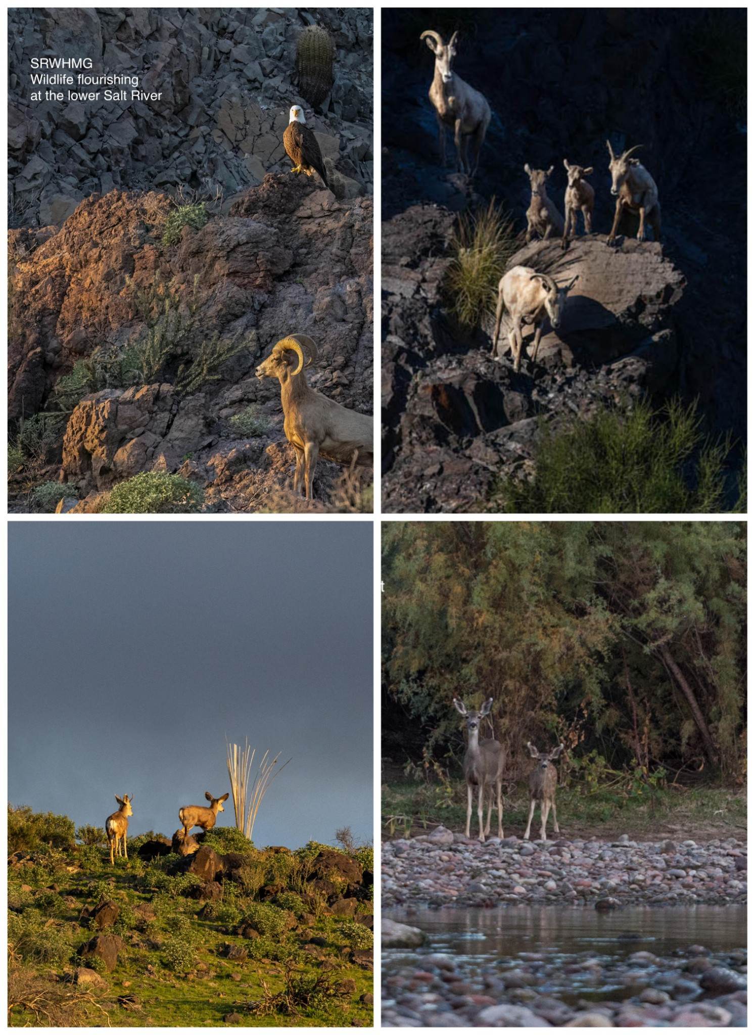 salt river wild horses