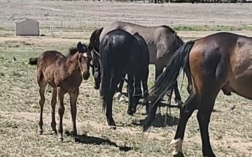 Alpine wild horses!!
