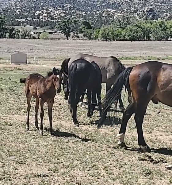 Alpine wild horses!!