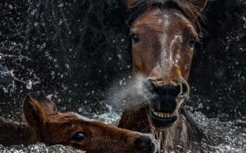 HELP! It’s an upstream battle!
