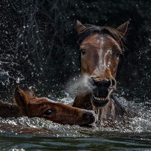 HELP! It’s an upstream battle!