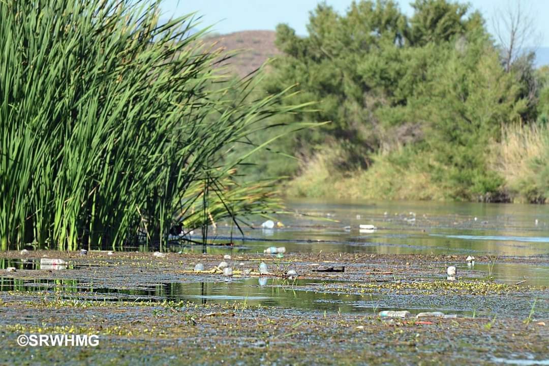 📰 Breaking: Beloved Salt River horse herd in great jeopardy, again! Lawsuit seeks to halt their humane management.