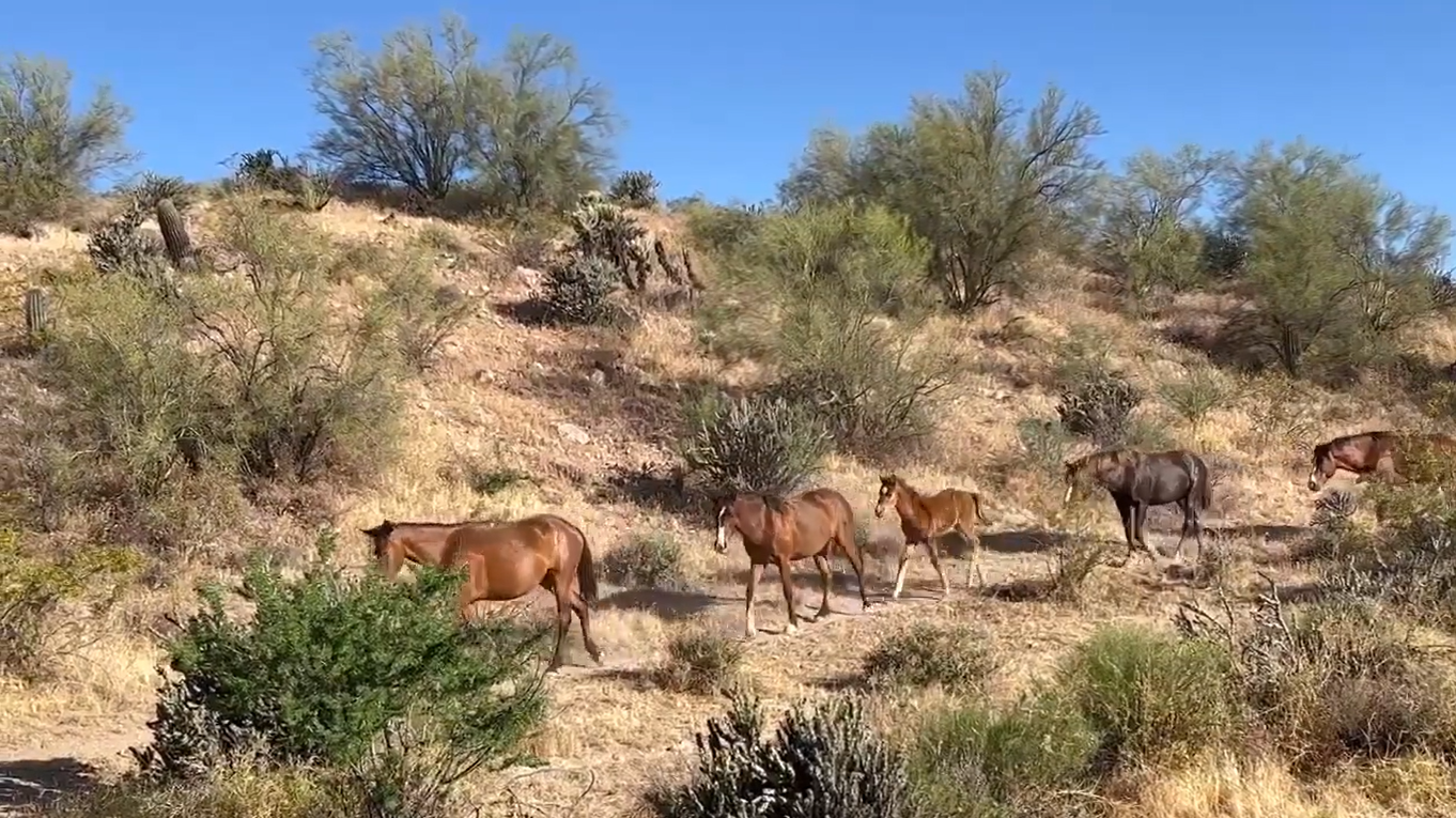 We are checking on our only foal “Splendor” and he is doing good and growing so fast!