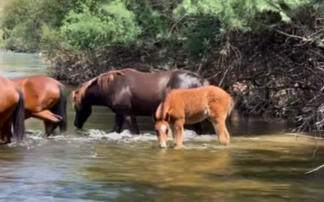 Splendor making a splash!