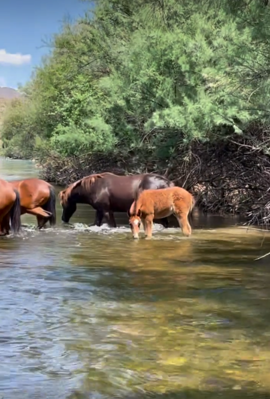 Splendor making a splash!