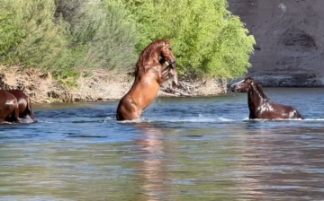 Come on down to our Advocates page, where there’s proof every day of what the horses do and what they don’t do!
