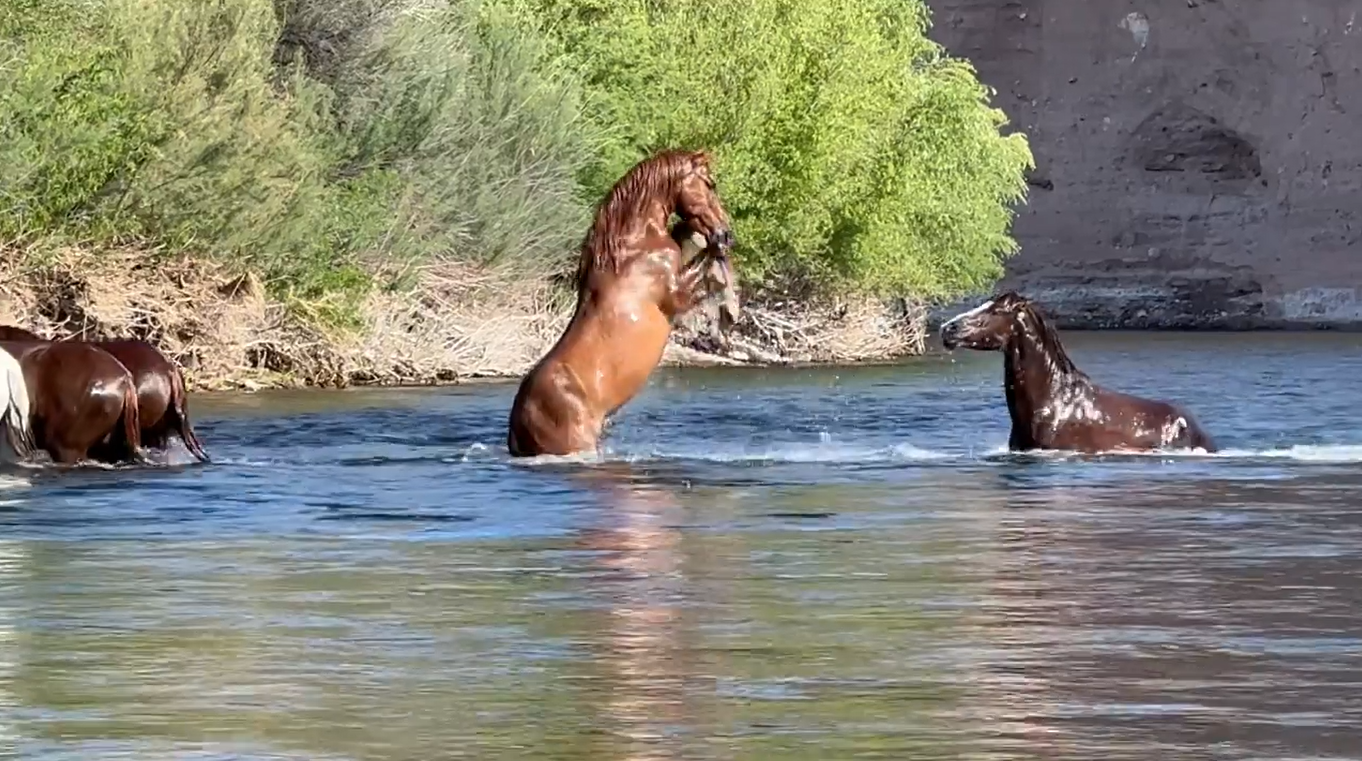 Come on down to our Advocates page, where there’s proof every day of what the horses do and what they don’t do!