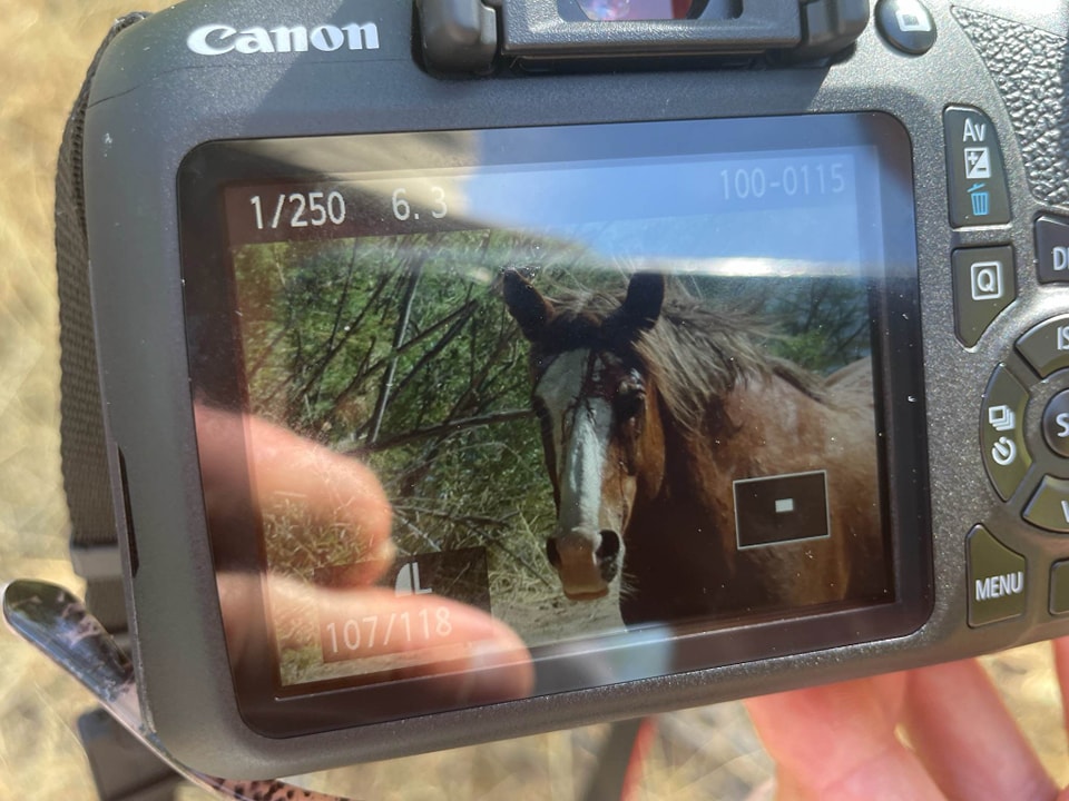 🐴 Injured wild horses and how you can be of most help