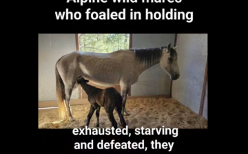This is was an auction without limitation to slaughter.