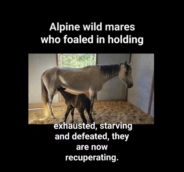 This is was an auction without limitation to slaughter.