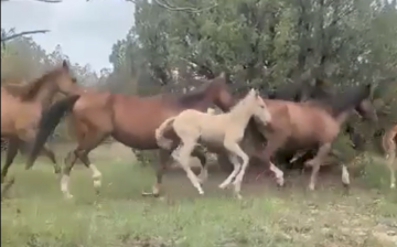 This just in! Video from #thewildhorserefuge of our Alpine wild mares and foals from the auctions!