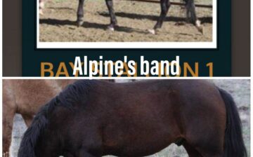 #AlpineWildHorses update