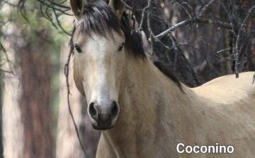Beautiful, gorgeous ever watchful lead stallion Coconino.