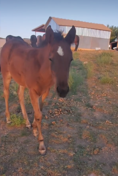 This cute little Alpine wild horse needs your help!