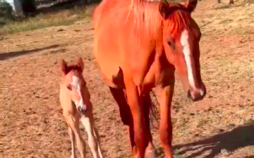 New Alpine baby, born early this morning,  “talks” to SRWHMG volunteer!
