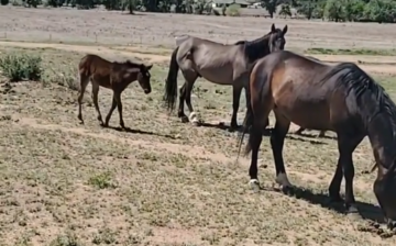 Help us stand up for wild horses !!