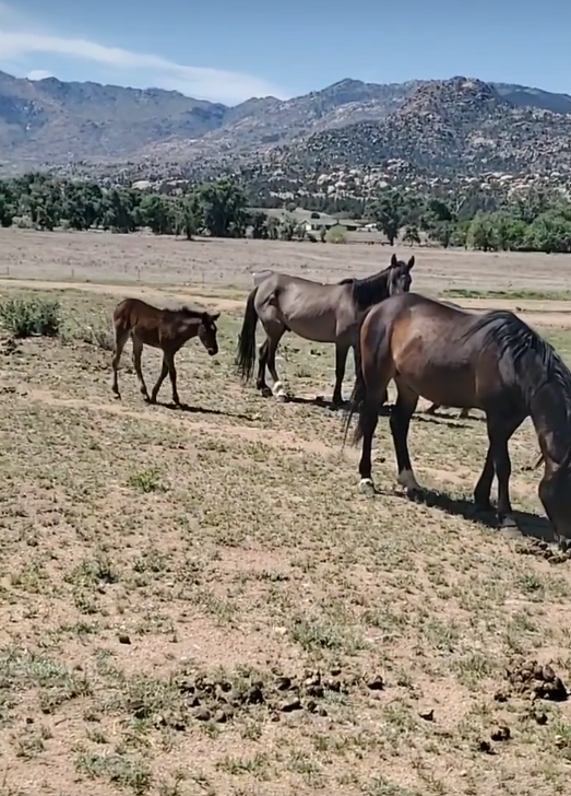 Help us stand up for wild horses !!