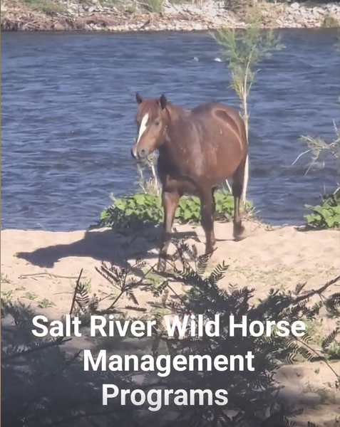 Protecting wild horses.
