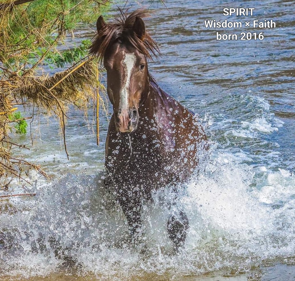 Salt River Stallion Rivalry: Spirit and Luka.