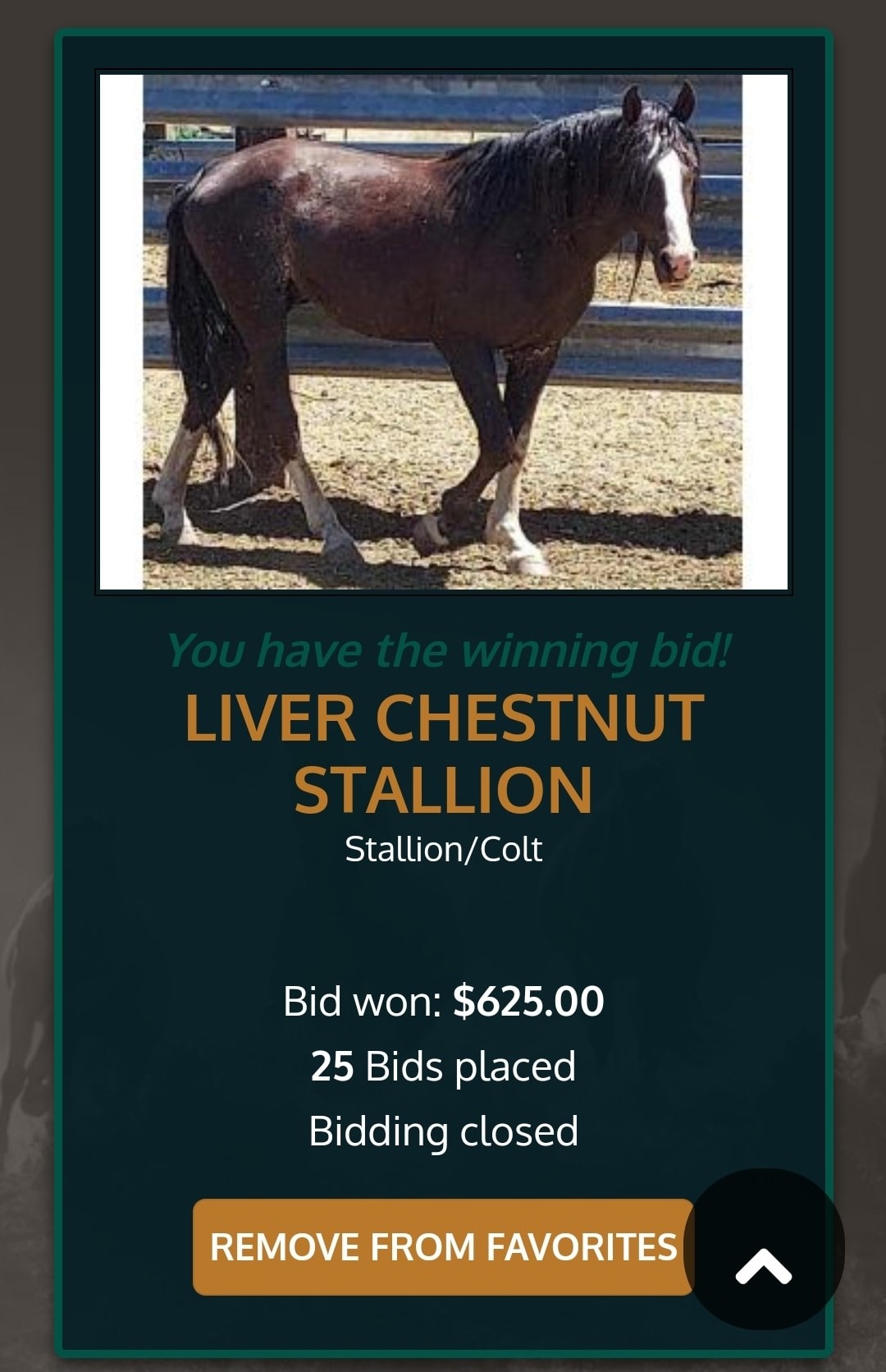 Crazy auction! Uno and his mares get their ticket to paradise!