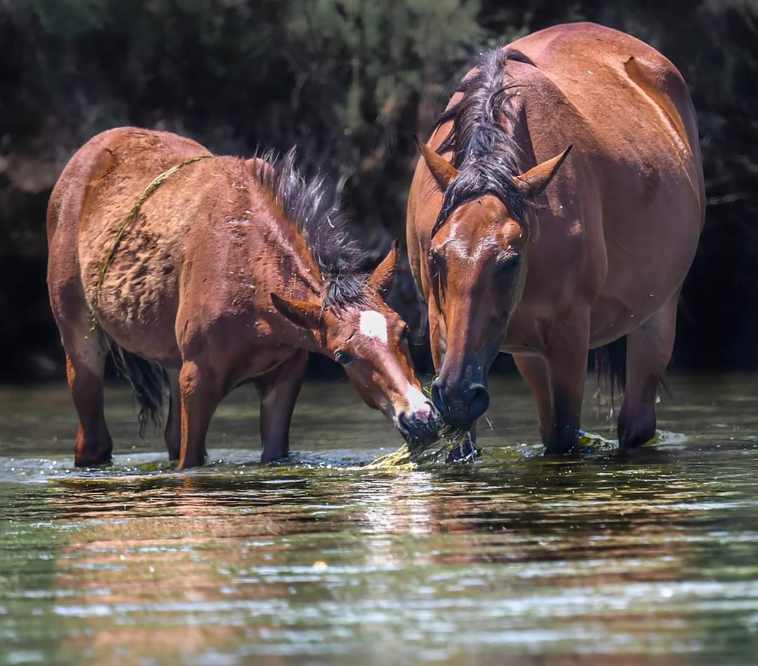 Today is National I love horses day!