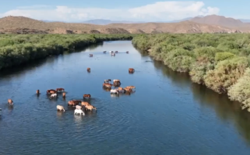 Salt River wild horses help mitigate extremely high firedanger.