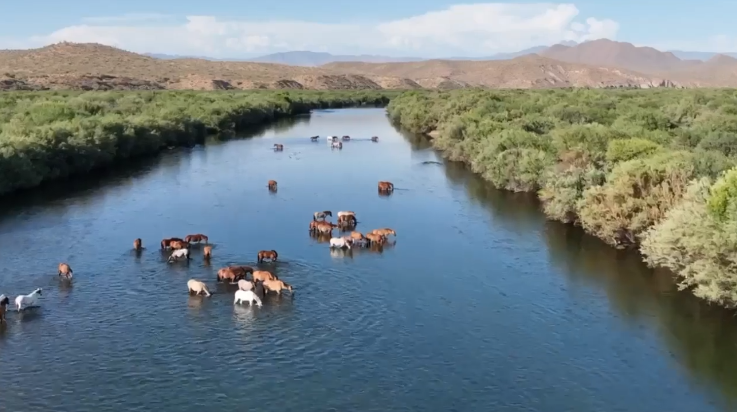 Salt River wild horses help mitigate extremely high firedanger.