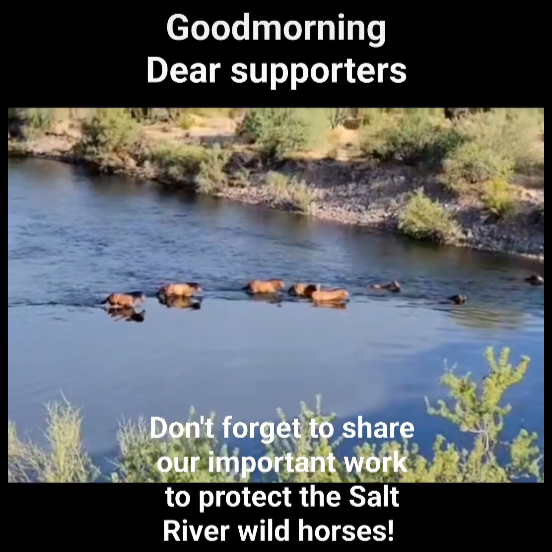 Salt River Wild Horses are NOT Stray Livestock.
