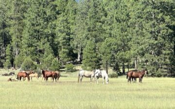 Please join the “Alpine Wild Horse Advocates”!