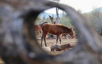 👁👁 Focusing on what’s important: protecting what we want to keep. 🐴🐴🐴