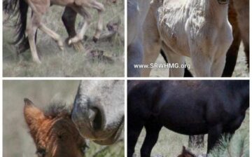 Alpine Animal Welfare Concern Report regarding the Apache Sitgreaves Forest Service Roundup