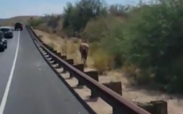 Those darn horses! 😅