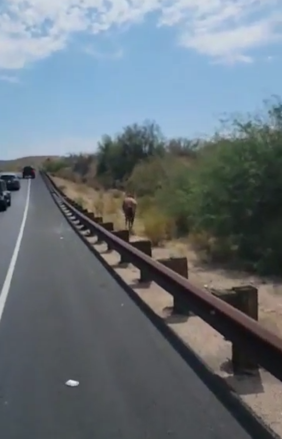 Those darn horses! 😅