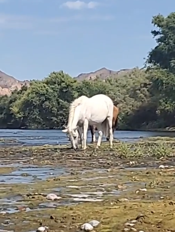 LIVE! Salt River Sunday!